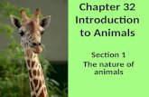 Chapter 32 Introduction to Animals Section 1 The nature of animals.