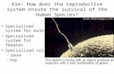 Aim: How does the reproductive system ensure the survival of the Human Species? Specialized system for males Specialized system for females Specialized.