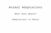 Animal Adaptations What Goes Where? Adaptations in Bears.