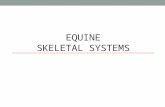 EQUINE SKELETAL SYSTEMS. Functions of the Skeletal System Form Protection Support Strength.