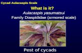 What is it? Pest of cycads Cycad Aulacaspis Scale Aulacaspis yasumatsui Family Diaspididae (armored scale)