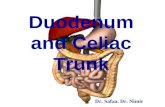 Duodenum and Celiac Trunk Dr. Safaa. Dr. Nimir. Objectives Describe the surface anatomy of the duodenum. Enumerate parts of the duodenum. Discuss anatomical.