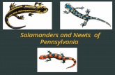 Salamanders and Newts of Pennsylvania. Pennsylvania has 22 species of salamanders representing five families and 11 genera. There are seven different.