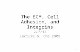 The ECM, Cell Adhesion, and Integrins 2/7/13 Lecture 6, ChE 290B 1.