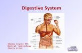 Digestive System Shelby County ATC Medical Terminology Sherry Allen.