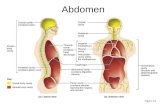 Abdomen Figure 1.9. Abdominal Wall Surface Anatomy Muscular Wall and Hernias