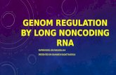 GENOM REGULATION BY LONG NONCODING RNA SUPERVISOR: DR.FARAJOLLAHI PRESENTED BY: BAHAREH SADAT RASOULI.