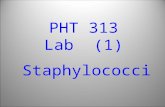 PHT 313 Lab (1) Staphylococci. Bacteria Gram’s Stain Gram’s +ve Cocci Bacilli Gram’s -ve Cocci Bacilli Staphylococci Streptococci Micrococci Neisseria.