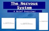 The Nervous System A Brief Overview!. What you will understand at the end of this lecture:  Functions of the nervous system  Divisions of the nervous.