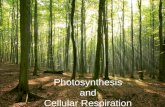 Photosynthesis and Cellular Respiration. Matter is recycled; energy is not.