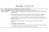 Stem Cells. Some definitions… Totipotent cells can mature into any type of cell. Found in early embryos and plants. Pluripotent cells can form all the.