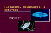 Flatworms, Roundworms, & Rotifers Chapter 34. Phylum Platyhelminthes Section 34.1.