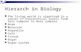 Hierarch in Biology The living world is organized in a series of hierarchical levels from less complex to more complex Atom Molecule Organelle Cell Tissue.