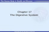 Chapter 17 The Digestive System. The Digestive System Alimentary canal or GI tract –Extends from mouth to anus—9 m (29 feet) –Involved in digestion, absorption.