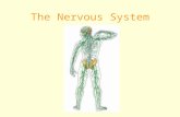 The Nervous System. The NERVOUS SYSTEM controls and coordinates functions throughout the body and responds to internal and external stimuli.