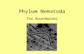 Phylum Nematoda The Roundworms Characteristics 12,000 species named Live everywhere Often parasites Pseudocoelomates Cylindrical shape Most less than.