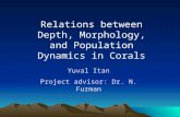 Relations between Depth, Morphology, and Population Dynamics in Corals Yuval Itan Project advisor: Dr. N. Furman.