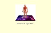 Nervous System. The entire nervous system is composed of nerves.