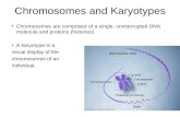 Chromosomes and Karyotypes Chromosomes are comprised of a single, uninterrupted DNA molecule and proteins (histones) A karyotype is a visual display of.