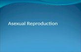 Asexual Reproduction. Single parent – complete copy of DNA Offspring is identical to parent Prokaryotes Advantages: Disadvantages: