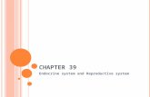 C HAPTER 39 Endocrine system and Reproductive system.