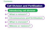 Cell Division and Fertilization Contents Introducing cell division What is mitosis? What is meiosis? Mitosis or meiosis? Chromosomes and fertilization.