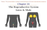 Chapter 16 The Reproductive System Intro & Male Notice: This presentation contains actual pictures of human reproductive anatomy.