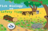 Safety Tips Tick Biology and. Ticks need blood to grow and reproduce.