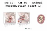 NOTES: CH 46 – Animal Reproduction (part 1). MALE REPRODUCTIVE SYSTEM Functions: 1)Produce sperm; 2)Deliver sperm to female repro. tract; 3)Produce.