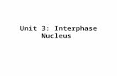 Unit 3: Interphase Nucleus. Interphase Nucleus Heterochromatin Heterochromatin: dark, condensed DNA that is transcriptionally inactive during interphase.