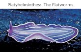 Platyhelminthes: The Flatworms. What makes something a planarian (member of phylum platyhelminthes)? – Bilateral symmetry – cephalization – Single digestive.