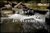 Terrestrial leaf litter is an important nutrient source in streams.