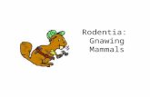 Rodentia: Gnawing Mammals. Rodentia Checklist one pair of upper and lower incisors –each enlarged, sharply beveled, ever-growing –enamel on outer surface.