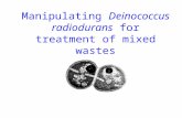 Manipulating Deinococcus radiodurans for treatment of mixed wastes.