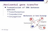 AP Biology Horizontal gene transfer Transmission of DNA between species  Transformation  Transduction  Conjugation.