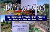 How Genetics Affects What Plants We Grow and How We Grow Them Peggy G. Lemaux Cooperative Extension Specialist UC Berkeley.