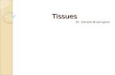 Tissues Dr. Gerald Brasington. Tissues Histology: The study of microscopic structure of tissues. Integumentary System: The skin and its appendages. Every.