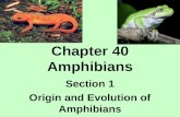 Chapter 40 Amphibians Section 1 Origin and Evolution of Amphibians.