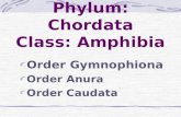 Phylum: Chordata Class: Amphibia Order Gymnophiona Order Anura Order Caudata.