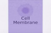 Cell Membrane. Function 1.Separates cytoplasm from external environment 2.Regulates what enters and leaves cell 3.Cell identification 4.Cell-cell communication.