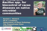 Impact of application of endophytic Bacillus spp. for biocontrol of cacao diseases on native microbial communities Rachel L. Melnick Ph.D. Candidate Department.