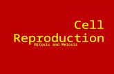 Cell Reproduction Mitosis and Meiosis. Two types of Reproduction Sexual Reproduction  the production of new living organisms by combining genetic information.