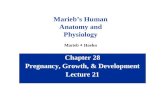 Chapter 28 Pregnancy, Growth, & Development Lecture 21 Marieb’s Human Anatomy and Physiology Marieb  Hoehn.