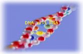 DNA and RNA Chapter 12 Hereditary Material Genes are protein codes. Our genes are on our chromosomes. Chromosomes are made up of DNA. Genes are composed.
