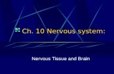 Ch. 10 Nervous system: Nervous Tissue and Brain Function of Relays messages (motor) Monitors changes in body systems (sensory) Responds to stimuli (sensory)