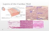 Layers of the Cardiac Wall. Cell types  Cardiomyocytes  Pacemaker cells.