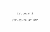 Lecture 2 Structure of DNA. Discoveries Hereditary material exists – Mendel’s plant genetics Chemical nature of DNA Physical nature of DNA Structure.