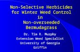 Non-Selective Herbicides for Winter Weed Control in Non-overseeded Bermudagrass Dr. Tim R. Murphy Extension Weed Specialist University of Georgia Griffin.