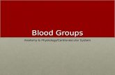 Blood Groups Anatomy & Physiology/Cardiovascular System.