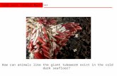 FLEXE Great Tubeworm Mysteries How can animals like the giant tubeworm exist in the cold dark seafloor?
